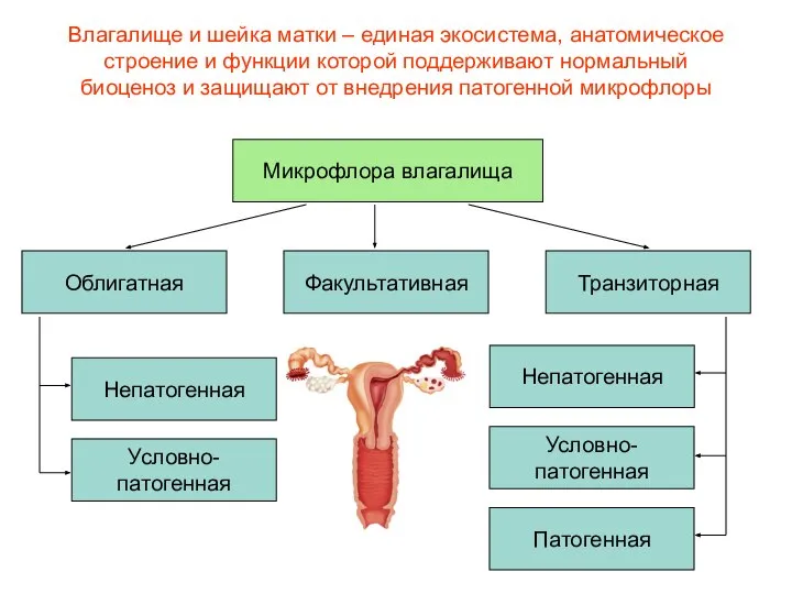 Влагалище и шейка матки – единая экосистема, анатомическое строение и функции
