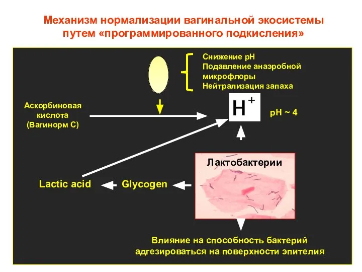 Механизм нормализации вагинальной экосистемы путем «программированного подкисления» Аскорбиновая кислота (Вагинорм С)