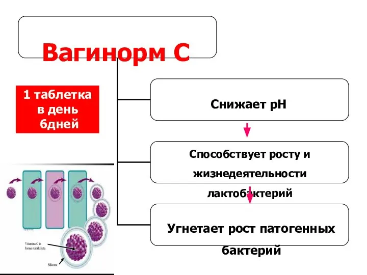 Вагинорм С Снижает рН Способствует росту и жизнедеятельности лактобактерий Угнетает рост