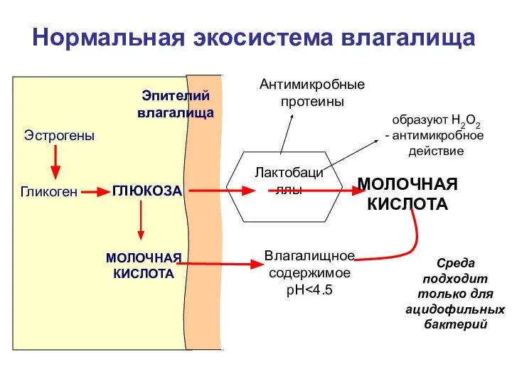 Лактобациллы Эстрогены Гликоген ГЛЮКОЗА МОЛОЧНАЯ КИСЛОТА МОЛОЧНАЯ КИСЛОТА Влагалищное содержимое pH