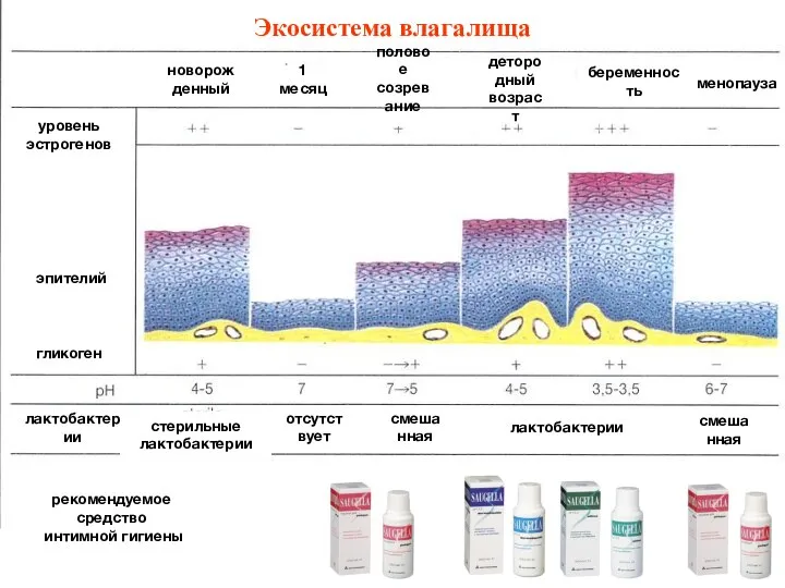 новорожденный 1 месяц половое созревание детородный возраст беременность менопауза уровень эстрогенов