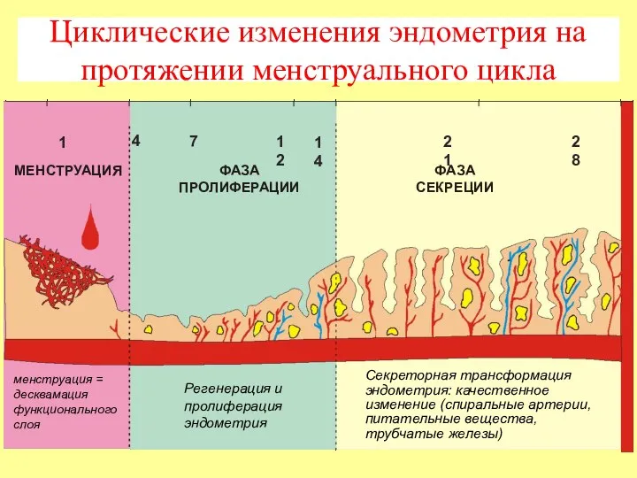 ФАЗА ПРОЛИФЕРАЦИИ МЕНСТРУАЦИЯ ФАЗА СЕКРЕЦИИ 1 7 4 14 12 28