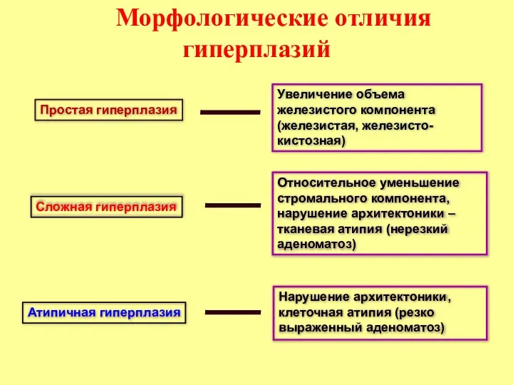 Морфологические отличия гиперплазий Простая гиперплазия Сложная гиперплазия Атипичная гиперплазия Увеличение объема