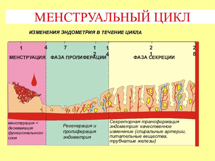 ФАЗА ПРОЛИФЕРАЦИИ МЕНСТРУАЦИЯ ФАЗА СЕКРЕЦИИ 1 7 4 14 12 28