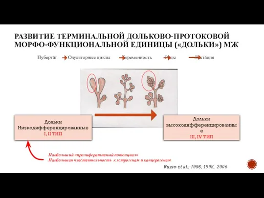Пубертат Овуляторные циклы Беременность Роды Лактация РАЗВИТИЕ ТЕРМИНАЛЬНОЙ ДОЛЬКОВО-ПРОТОКОВОЙ МОРФО-ФУНКЦИОНАЛЬНОЙ ЕДИНИЦЫ