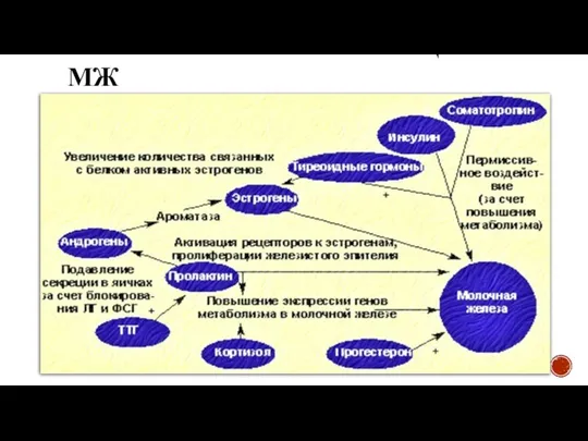 ГОРМОНАЛЬНАЯ РЕГУЛЯЦИЯ МЖ