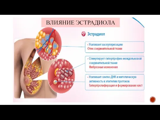 ВЛИЯНИЕ ЭСТРАДИОЛА