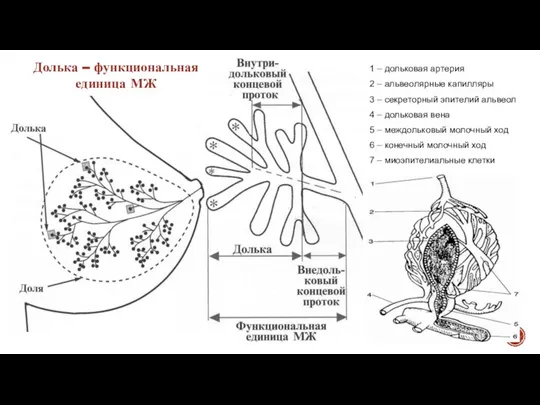 Долька – функциональная единица МЖ 1 – дольковая артерия 2 –