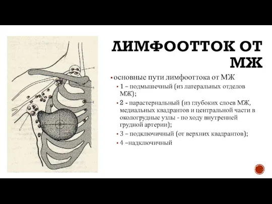 ЛИМФООТТОК ОТ МЖ основные пути лимфооттока от МЖ 1 – подмышечный