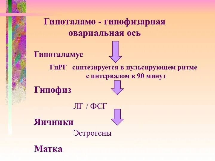 Гипоталамо - гипофизарная овариальная ось Гипоталамус ГнРГ синтезируется в пульсирующем ритме