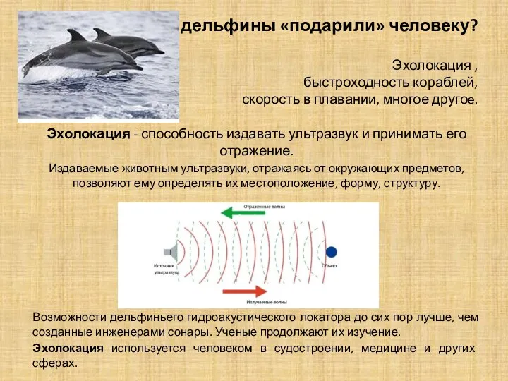 Что дельфины «подарили» человеку? Эхолокация , быстроходность кораблей, скорость в плавании,