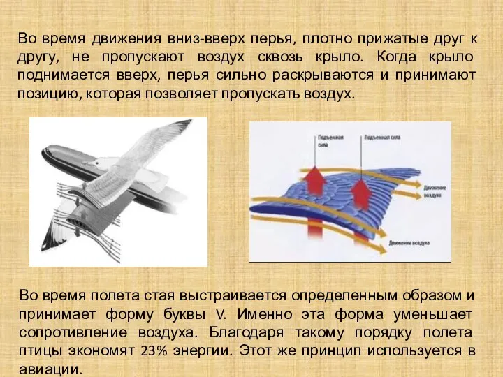 Во время полета стая выстраивается определенным образом и принимает форму буквы