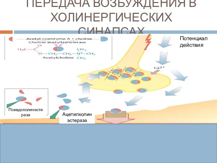 ПЕРЕДАЧА ВОЗБУЖДЕНИЯ В ХОЛИНЕРГИЧЕСКИХ СИНАПСАХ М3-холинорецепторы гладкой мускулатуры Фосфолипаза С ↑