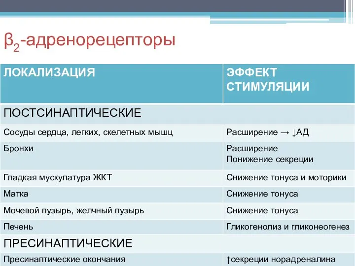 β2-адренорецепторы