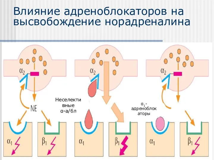 Влияние адреноблокаторов на высвобождение норадреналина Неселективные α-а/бл α1-адреноблокаторы