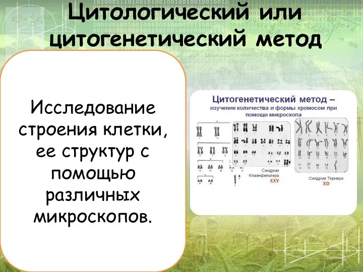 Цитологический или цитогенетический метод Исследование строения клетки, ее структур с помощью различных микроскопов.