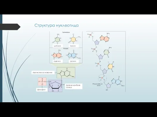 Структура нуклеотида