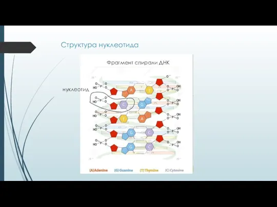 Структура нуклеотида Фрагмент спирали ДНК