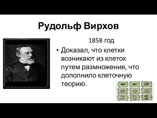 Рудольф Вирхов 1858 год Доказал, что клетки возникают из клеток путем размножения, что дополнило клеточную теорию.