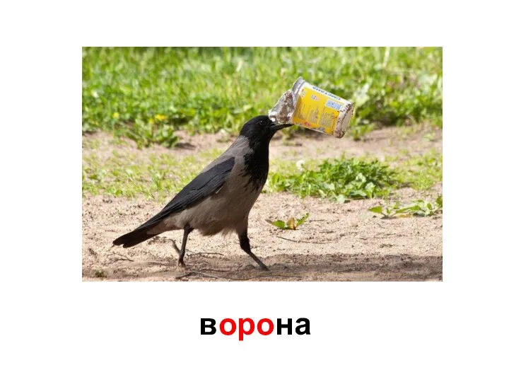 ворона