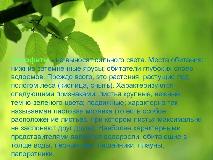 Сциофиты - не выносят сильного света. Места обитания: нижние затемненные ярусы;