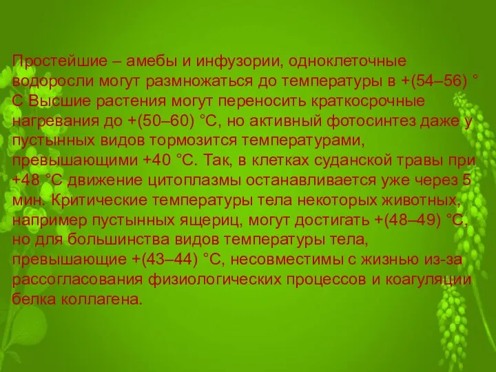 Простейшие – амебы и инфузории, одноклеточные водоросли могут размножаться до температуры