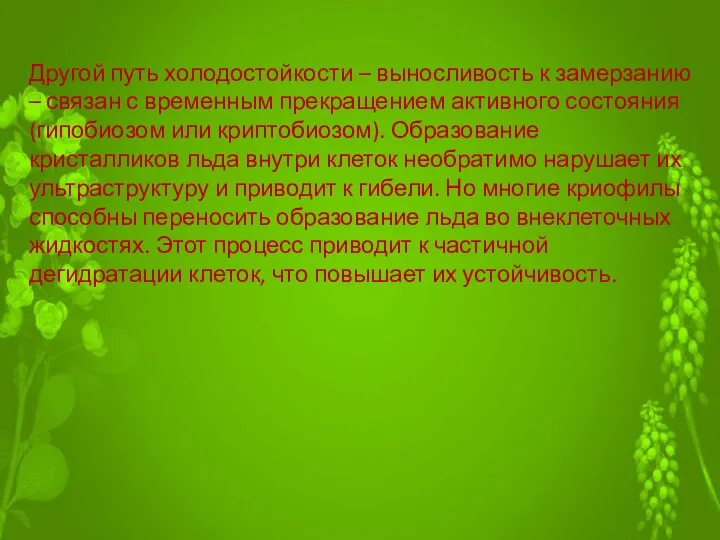 Другой путь холодостойкости – выносливость к замерзанию – связан с временным