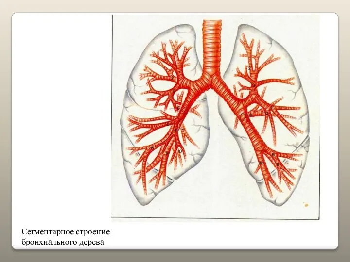 Сегментарное строение бронхиального дерева