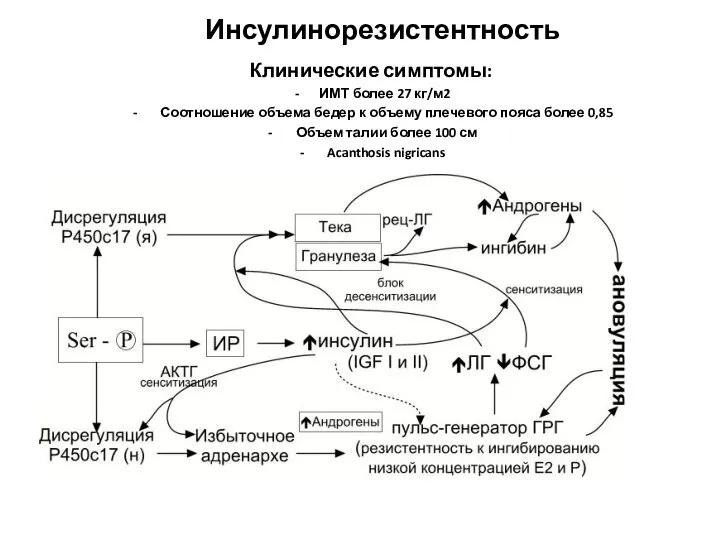 Инсулинорезистентность Клинические симптомы: ИМТ более 27 кг/м2 Соотношение объема бедер к