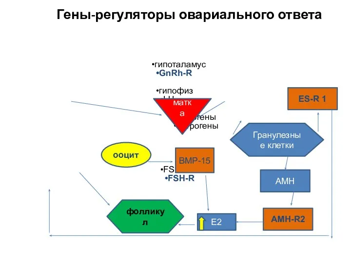 Гены-регуляторы овариального ответа гипоталамус GnRh-R гипофиз LH LH-R андрогены эстрогены FSH