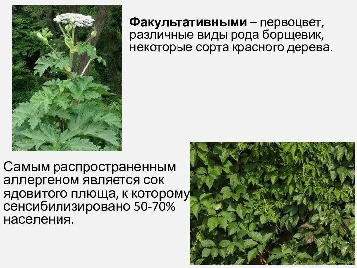 Факультативными – первоцвет, различные виды рода борщевик, некоторые сорта красного дерева.