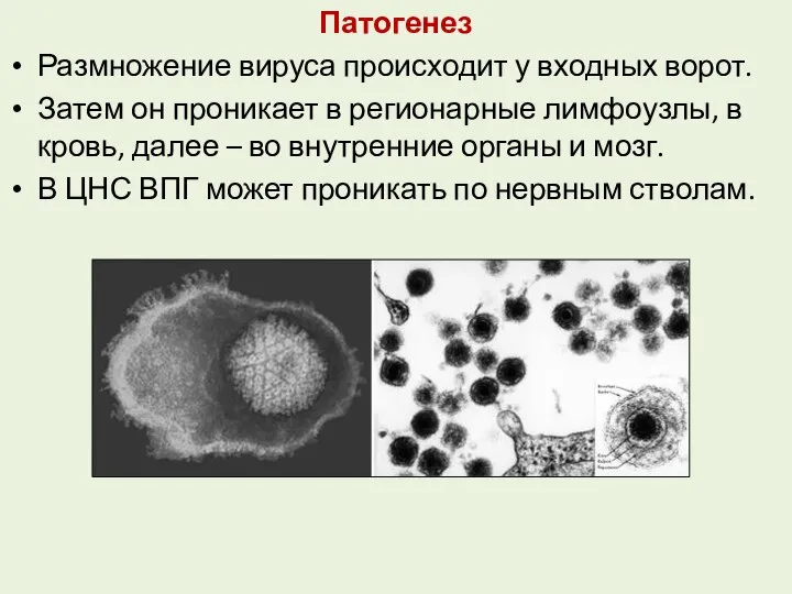 Патогенез Размножение вируса происходит у входных ворот. Затем он проникает в