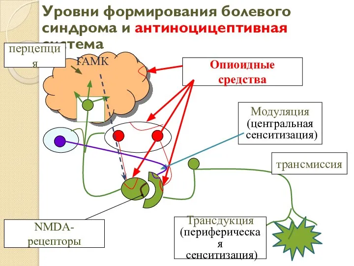 Уровни формирования болевого синдрома и антиноцицептивная система ГАМК Опиоидные средства NMDA-рецепторы