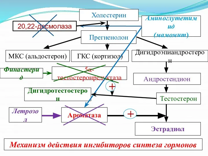 Холестерин Прегненолон Аминоглутетимид (мамомит) ГКС (кортизол) МКС (альдостерон) Дигидроэпиандростерон Андростендион Тестостерон