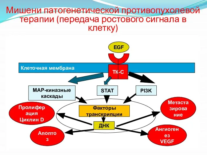 Мишени патогенетической противопухолевой терапии (передача ростового сигнала в клетку) Клеточная мембрана