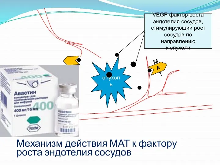 Механизм действия МАТ к фактору роста эндотелия сосудов опухоль МАТ VEGF-фактор