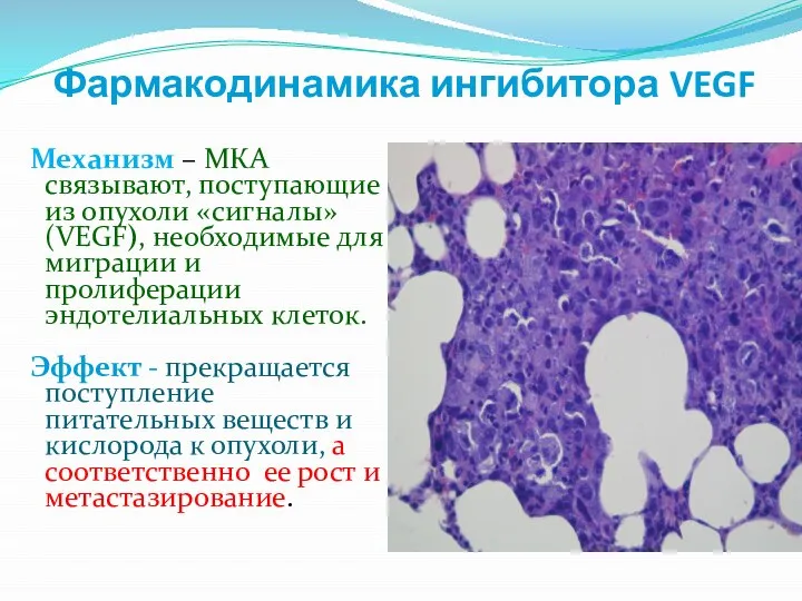 Фармакодинамика ингибитора VEGF Механизм – МКА связывают, поступающие из опухоли «сигналы»