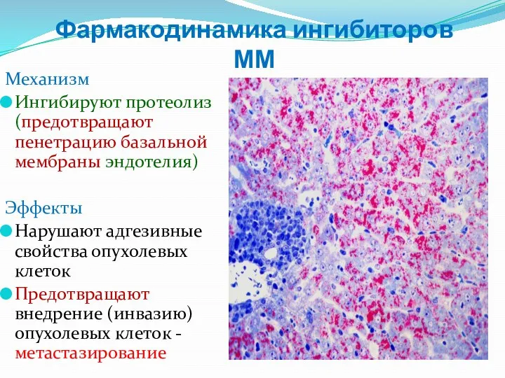 Фармакодинамика ингибиторов ММ Механизм Ингибируют протеолиз (предотвращают пенетрацию базальной мембраны эндотелия)