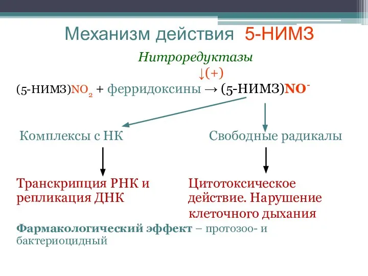 Механизм действия 5-НИМЗ Нитроредуктазы ↓(+) (5-НИМЗ)NO2 + ферридоксины → (5-НИМЗ)NO- Комплексы