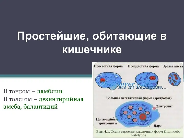 Простейшие, обитающие в кишечнике В тонком – лямблии В толстом – дезинтирийная амеба, балантидий