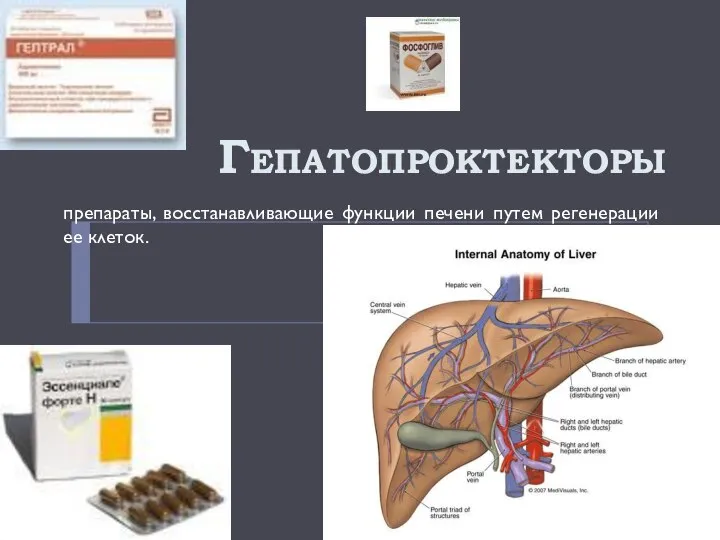 Гепатопроктекторы препараты, восстанавливающие функции печени путем регенерации ее клеток.