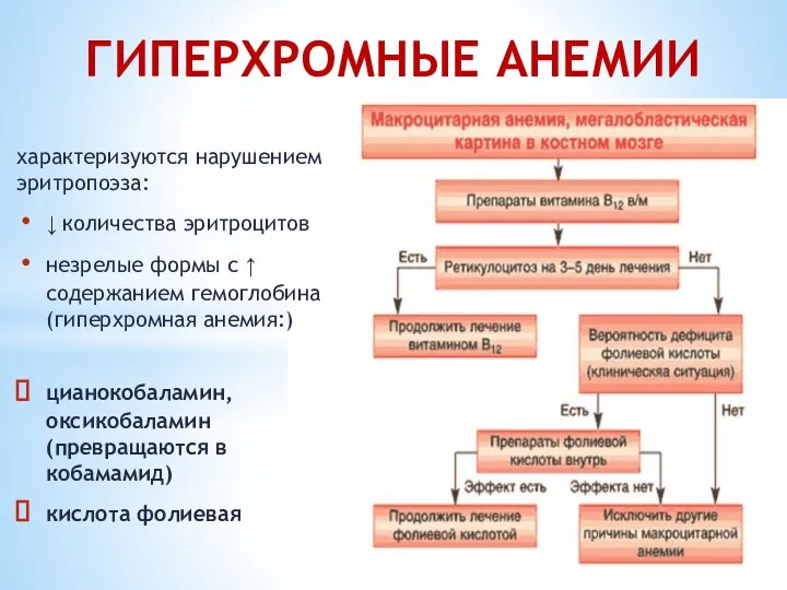 ГИПЕРХРОМНЫЕ АНЕМИИ характеризуются нарушением эритропоэза: ↓ количества эритроцитов незрелые формы с