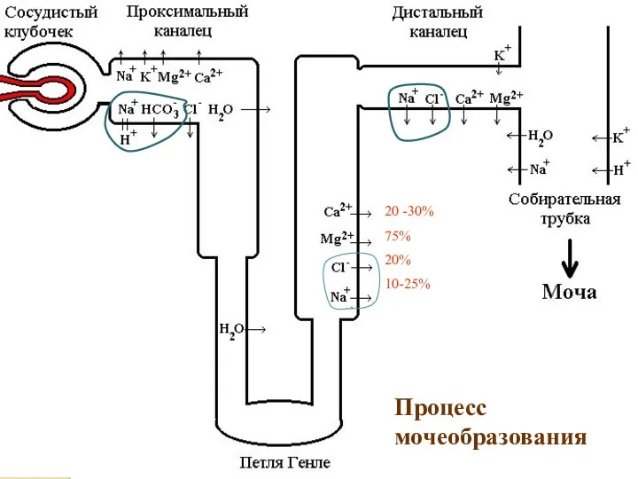 Процесс мочеобразования 20 -30% 75% 20% 10-25%