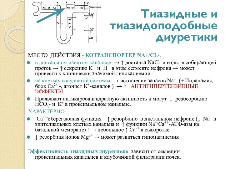 Тиазидные и тиазидоподобные диуретики МЕСТО ДЕЙСТВИЯ - КОТРАНСПОРТЕР NA+/CL-. в дистальном