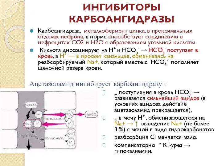 ИНГИБИТОРЫ КАРБОАНГИДРАЗЫ Карбоангидраза, металлофермент цинка, в проксимальных отделах нефрона, в норме