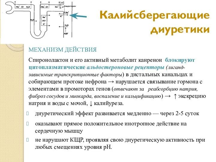 Калийсберегающие диуретики МЕХАНИЗМ ДЕЙСТВИЯ Спиронолактон и его активный метаболит канренон блокируют