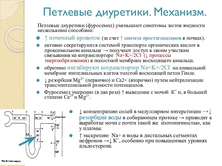 Петлевые диуретики. Механизм. Петлевые диуретики (фуросемид) уменьшают симптомы застоя жидкости несколькими