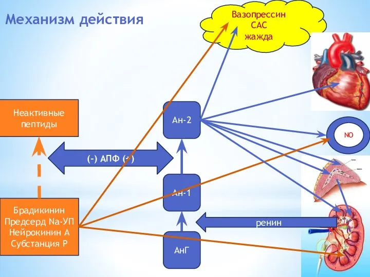 Механизм действия АнГ Ан-1 Ан-2 (-) АПФ (+) Неактивные пептиды Брадикинин