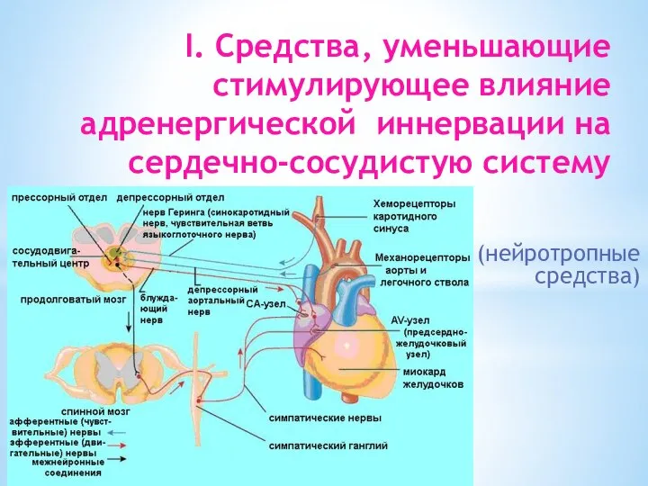 I. Средства, уменьшающие стимулирующее влияние адренергической иннервации на сердечно-сосудистую систему (нейротропные средства)
