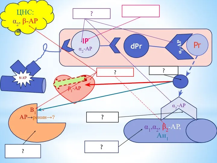 IР α2-АР dPr Pr β1-АР α1,α2, β2-АР, Ан1 Β1 -АР→ренин→? N-ХР